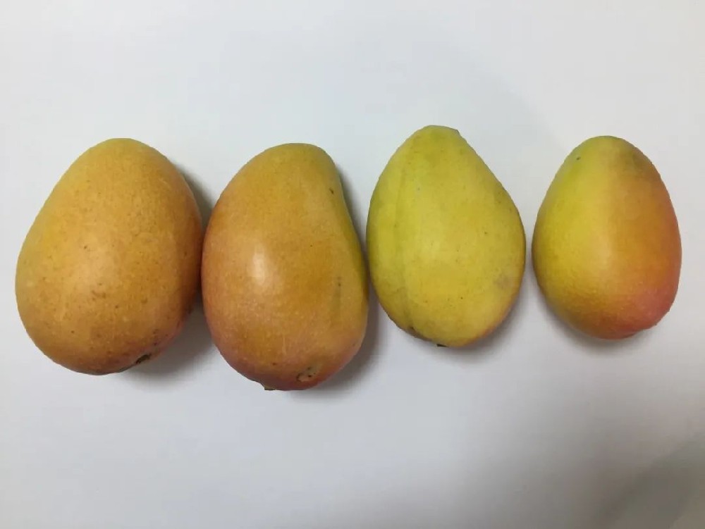 芒果保鲜小知识