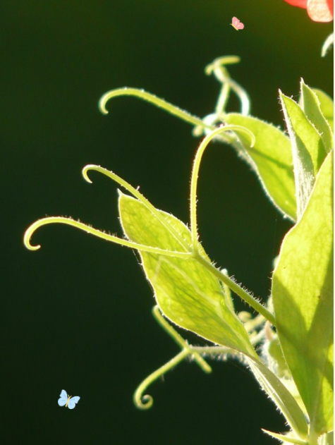 豌豆尖叶菜货架期保鲜