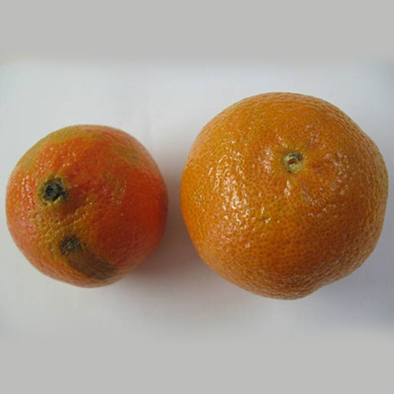 西安水果保鲜袋公司