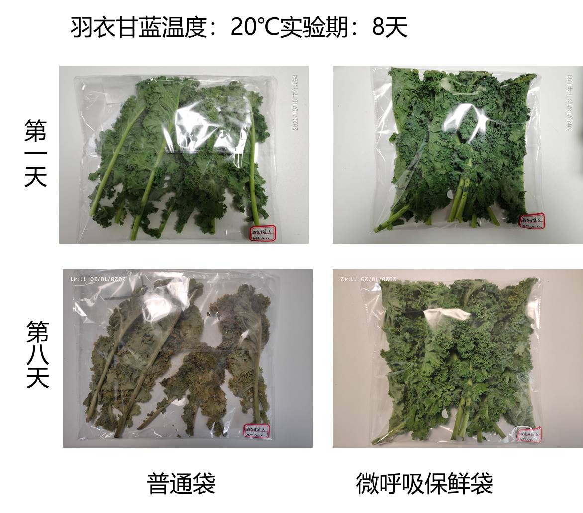 有了这样的蔬菜保鲜袋，没有冰箱也不怕了