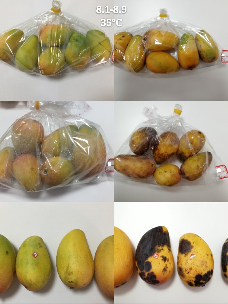 芒果不用保鲜剂,一个保鲜袋真得能长时间保鲜吗
