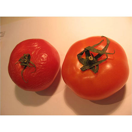 蔬菜保鲜袋