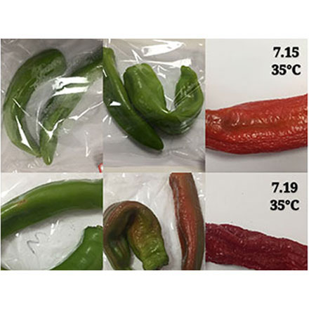 蔬菜保鲜包装：青椒保鲜袋